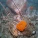 Polymastia aurantium - Photo (c) Nga Motu Marine Reserve Society, όλα τα δικαιώματα διατηρούνται, uploaded by Nga Motu Marine Reserve Society