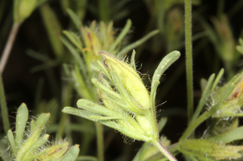 Cordylanthus tenuis ssp. barbatus