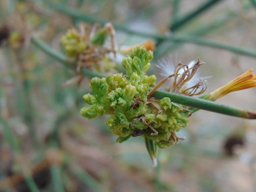 skeletonweed gall mite
