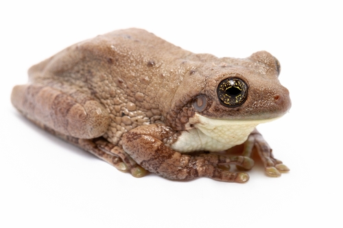 Milk Frogs