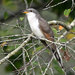 Yellow-billed Cuckoo - Photo (c) William Wise, all rights reserved, uploaded by William Wise