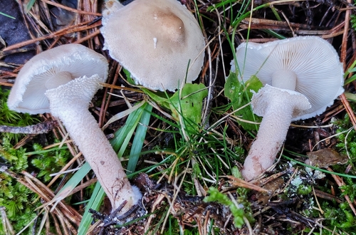 Pearly Powdercap