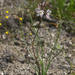 Drimia exuviata - Photo (c) Chris Whitehouse, todos los derechos reservados, uploaded by Chris Whitehouse