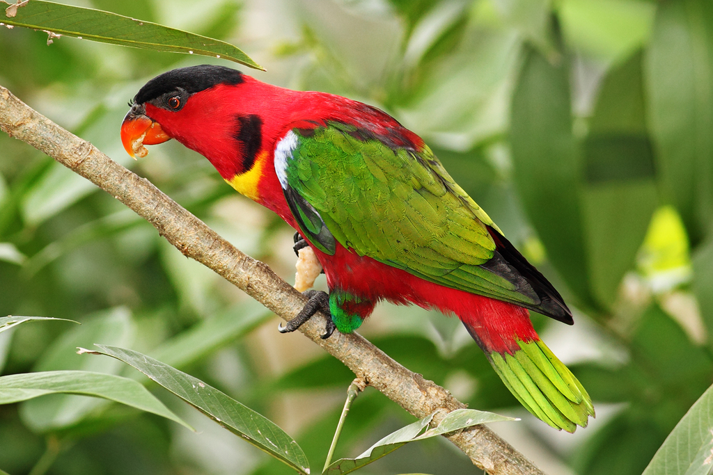 Yellow-bibbed Lory (Lorius chlorocercus) · iNaturalist