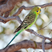 Budgerigar - Photo (c) Benjamint444, some rights reserved (GFDL)