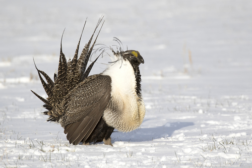 Greater Sage-Grouse