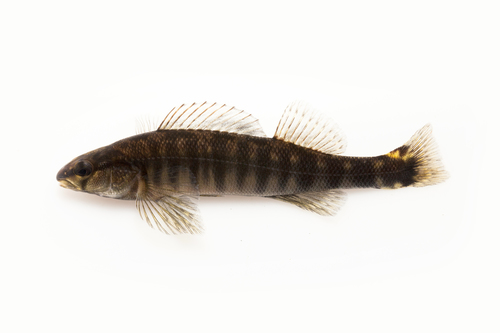 Blackbanded Darter