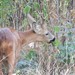 Italian Roe Deer - Photo (c) jorgejuanrueda, all rights reserved, uploaded by jorgejuanrueda