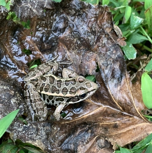 Sapo Pickerel Turtle Frog Facts And Pictures