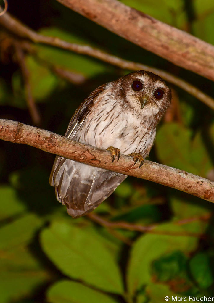 Bare-legged Owl (Margarobyas lawrencii) photo