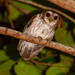 Bare-legged Owl - Photo (c) Marc Faucher, all rights reserved, uploaded by Marc Faucher