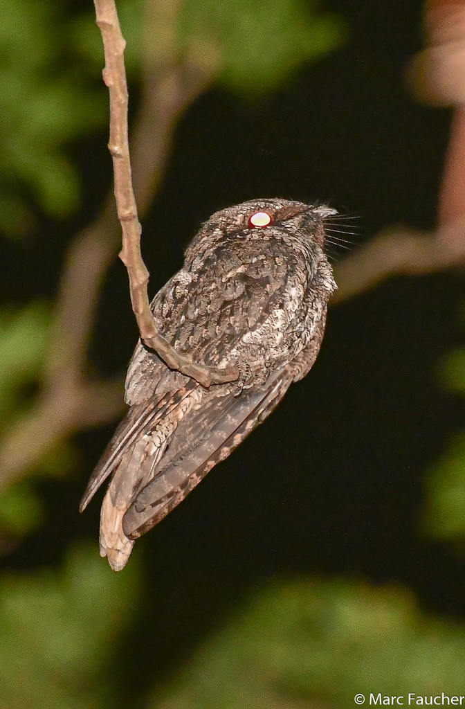 Cuban Nightjar photo