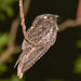 Cuban Nightjar - Photo (c) Marc Faucher, all rights reserved, uploaded by Marc Faucher