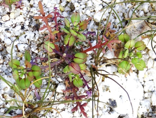 Lepidium lasiocarpum ssp. lasiocarpum