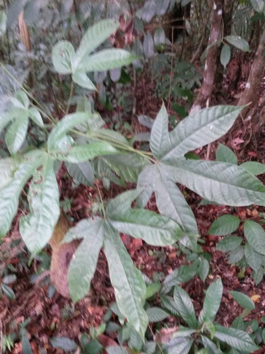Grand mahot (Sterculia pruriens)
