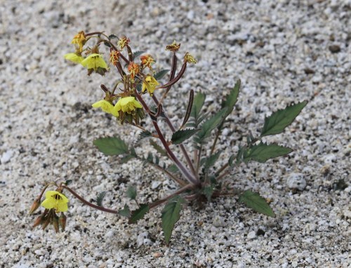 Chylismia claviformis ssp. claviformis