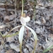 Merritt's White Spider Orchid - Photo (c) Paul Winthrop, all rights reserved, uploaded by Paul Winthrop