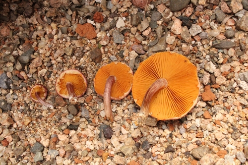 Gymnopilus subpurpuratus Guzm.-Dáv. & Guzmán