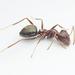 Small Pugnacious Ant - Photo (c) Philip Herbst, all rights reserved, uploaded by Philip Herbst