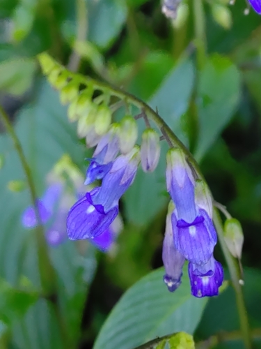 Rhynchoglossum