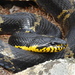 Manchurian Black Ratsnake - Photo (c) Антон Семёнов, all rights reserved, uploaded by Антон Семёнов