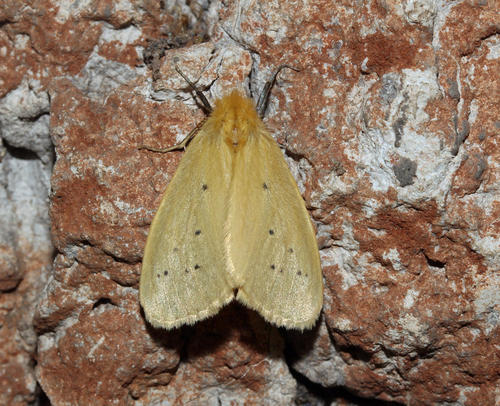 Crorema adspersa