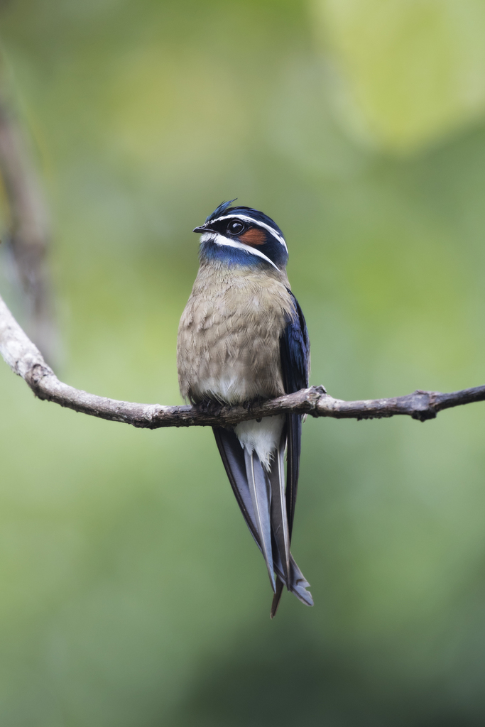 Whiskered Treeswift photo
