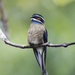Whiskered Treeswift - Photo (c) Chris Burney, all rights reserved, uploaded by Chris Burney