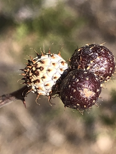 Tanaostigmodes