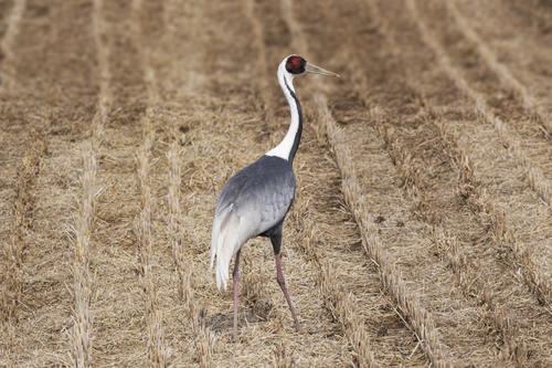 White-naped Crane
