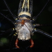 Giant Wood Spiders - Photo (c) Pasteur Ng, all rights reserved, uploaded by Pasteur Ng