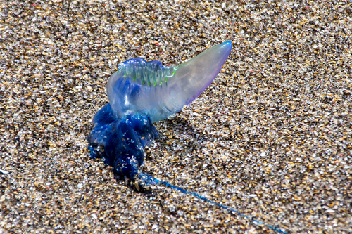 photo of Portuguese Man O' War (Physalia physalis)