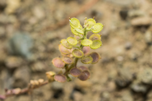 Hairy Alyssum