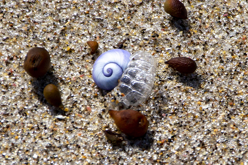 photo of Violet Sea Snail (Janthina janthina)