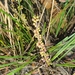 Lomandra elongata - Photo (c) Luis Webber, todos los derechos reservados, subido por Luis Webber