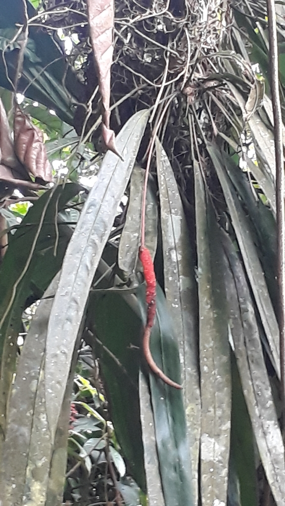 Anthurium friedrichsthalii  iNaturalist
