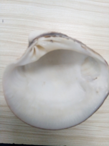 Chionopsis gnidia