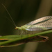 Typical Green Lacewings - Photo (c) Frederik Leck Fischer, all rights reserved, uploaded by Frederik Leck Fischer