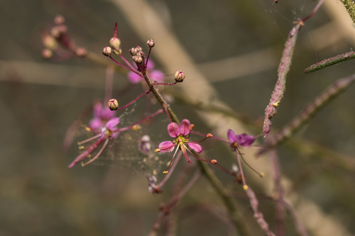 bird spiderflower (Cleome ornithopodioides)