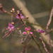 Iberian Spiderflower - Photo (c) Konstantinos Kalaentzis, all rights reserved, uploaded by Konstantinos Kalaentzis