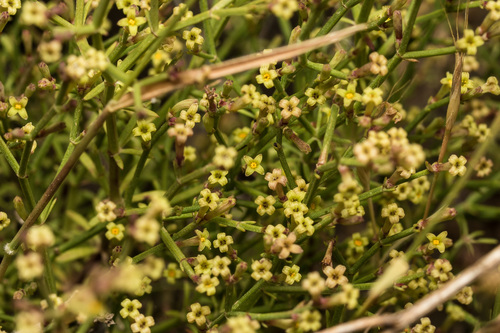 Asperula brevifolia