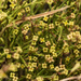 Asperula brevifolia - Photo (c) Konstantinos Kalaentzis, todos os direitos reservados, uploaded by Konstantinos Kalaentzis