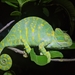 Indian Chameleon - Photo (c) Thanigaivel A, all rights reserved, uploaded by Thanigaivel A