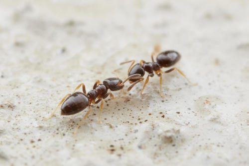 Plagiolepis puncta