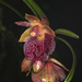 Epidendrum cottoniiflorum - Photo (c) Daniel Mesa, כל הזכויות שמורות, הועלה על ידי Daniel Mesa