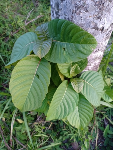 Neolamarckia macrophylla