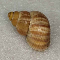 Image of Tudorella mauretanica