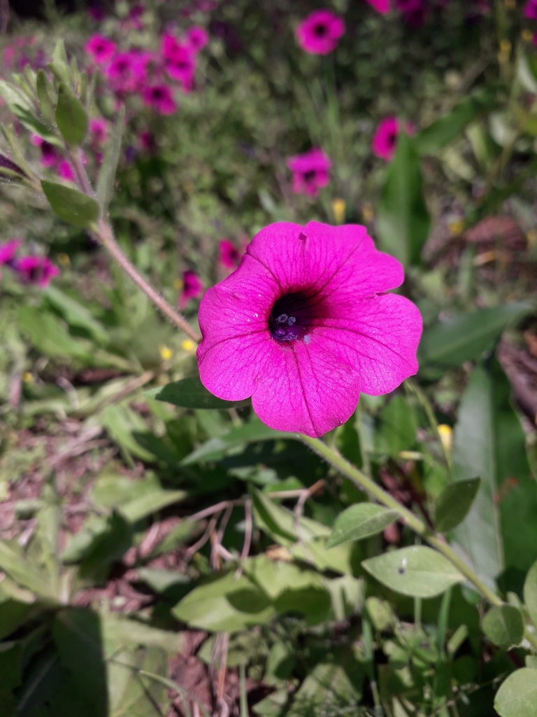 Petunia integrifolia