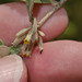 Reichenbachia hirsuta - Photo (c) Ruth Ripley, todos los derechos reservados, subido por Ruth Ripley