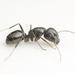 Camponotus werthi - Photo (c) Philip Herbst, todos los derechos reservados, subido por Philip Herbst